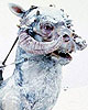 Tauntaun 