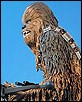 Chewbacca-04.jpg