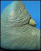 Jabba-05.jpg