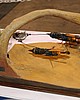 IMG_9806.JPG