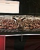 IMG_6924.JPG