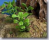 srcdagobahplants.jpg