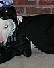 spudsmcvader.jpg