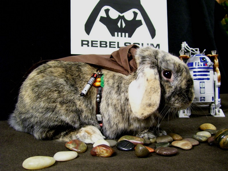 O-Bunny_Wan_Kenobi.jpg