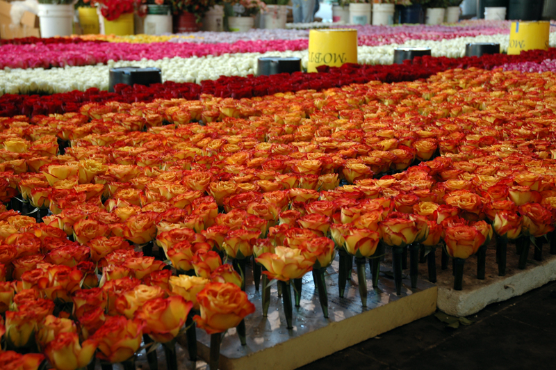 Each vial holds one and only one flower