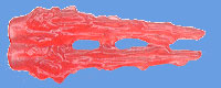 Blast Effect