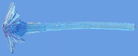 Blast Effect
