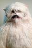 Wampa